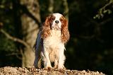 CAVALIER KING CHARLES 751